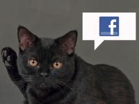 Inventia inedita care te anunta pe Facebook cand a mancat animalul tau. Cum iti poti hrani pisica sau cainele prin telefon