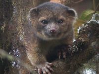 O noua specie de mamifere, descoperitata de cercetatori: olinguito