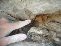 Un adolescent a facut o descoperire incredibila! Are 75 de milioane de ani vechime: Este cel mai mic gasit vreodata