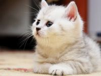 Selfie s-a transformat in petsie. Animalele de companie vor invata Internetul