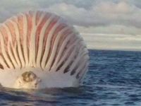 Obiect extraterestru fotografiat de un pescar pe mare: ce a descoperit cand s-a apropiat de el