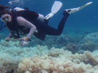 Un dezastru ecologic fara precedent! Ce se intampla cu Marea Bariera de Corali