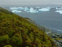 Incalzirea climei transforma radical Antarctica! Ne intoarcem cu milioane de ani in urma