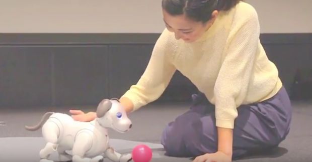 caine robot aibo