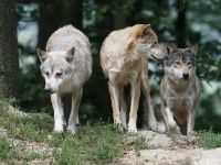 Pericolul uriaș pe care îl reprezintă lupii radioactivi de la Cernobîl. Concluzia unui studiu
