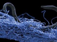 Un ecosistem uriaș, descoperit în adâncurile planetei. Ce specii trăiesc în subteran
