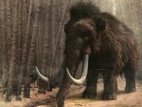 Rezultate spectaculoase obținute de cercetătorii care încearcă să cloneze un mamut