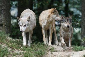 Cum a dat naștere catastrofa de la Cernobîl unui paradis natural? Dilema de zeci de ani, explicată