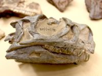 O specie de dinozaur necunoscută până acum, descoperită de cercetători. Unde se bdquo;ascundeau indiciile