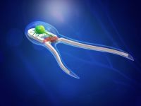 Invenția care ar putea revoluționa medicina. Ce sunt bioroboții hibrizi