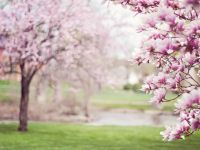Cât de cald va fi primăvara aceasta? Anunțul făcut de Organizația Meteorologică Mondială