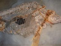 Noi specii de animale preistorice au fost identificate în România