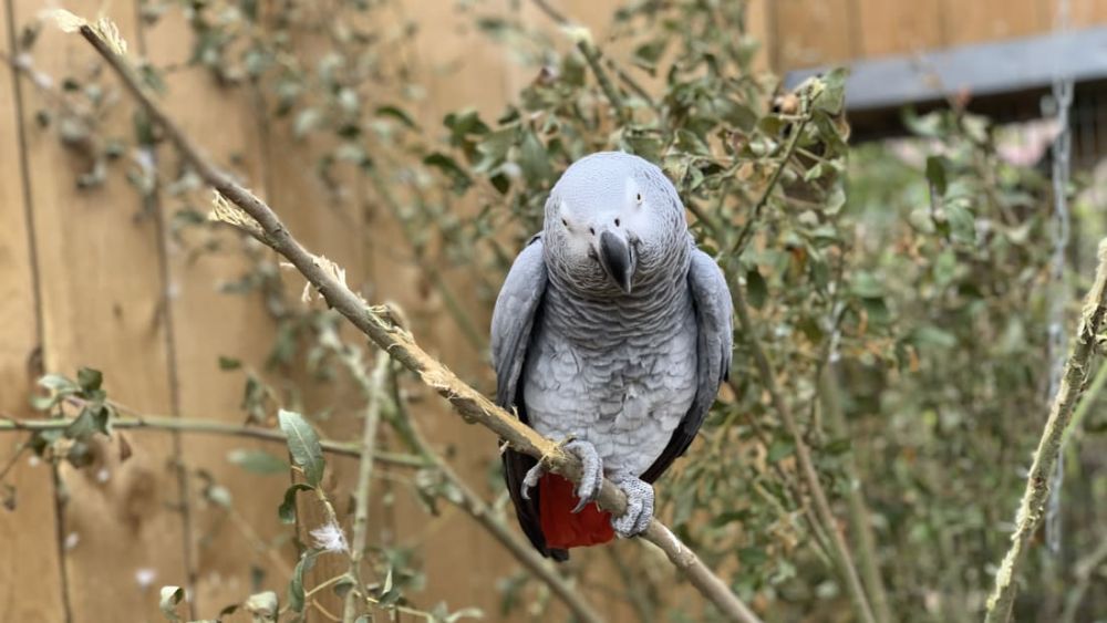 Motivul hilar pentru care cinci papagali dintr-un parc sălbatic au fost ascunși de ochii vizitatorilor