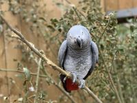 Motivul hilar pentru care cinci papagali dintr-un parc sălbatic au fost ascunși de ochii vizitatorilor
