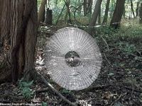 Misterul uriașei pânze de păianjen, de dimensiunea unui om. Cum a fost construită?