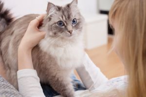 Care e cel mai eficient mod de a bdquo;vorbi cu pisica ta. Metoda care chiar funcționează