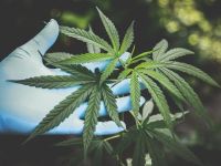 Extractele din cannabis scad riscul unor forme grave de COVID-19