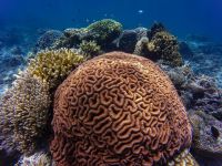 Avertisment fără precedent! Marea Barieră de Corali riscă să dispară în doar câțiva ani