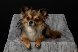 De ce sunt câinii mici foarte agresivi? Iată explicațiile cercetătorilor