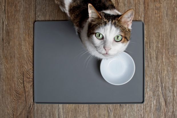 Experimentul care dezvăluie cum preferă pisica ta să mânânce