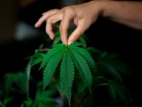 Cannabis, una dintre primele plante cultivate din lume. Când a fost folosită prima dată?