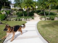 Cel mai bogat câine din lume. Patrupedul vinde o vilă în Miami în valoare de peste 28 de milioane de euro