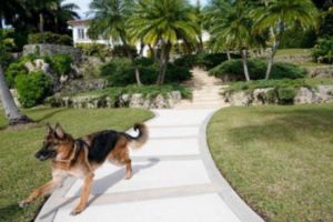 Cel mai bogat câine din lume. Patrupedul bdquo;vinde o vilă în Miami în valoare de peste 28 de milioane de euro