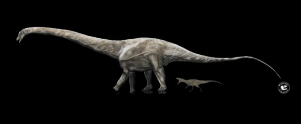 O nouă fosilă sugerează existența unui nou candidat la titlul de cel mai lung dinozaur care a trăit vreodată