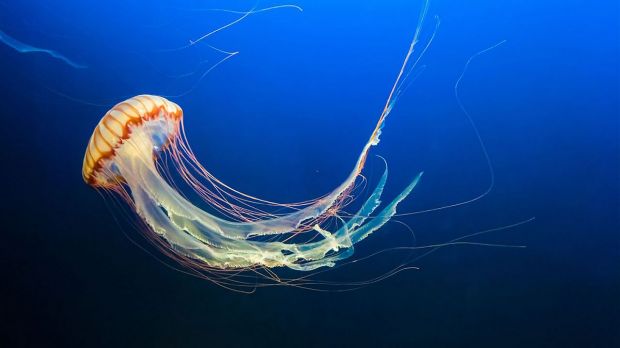 S-a găsit o metodă de a citi gândurile meduzelor - și este fenomenală