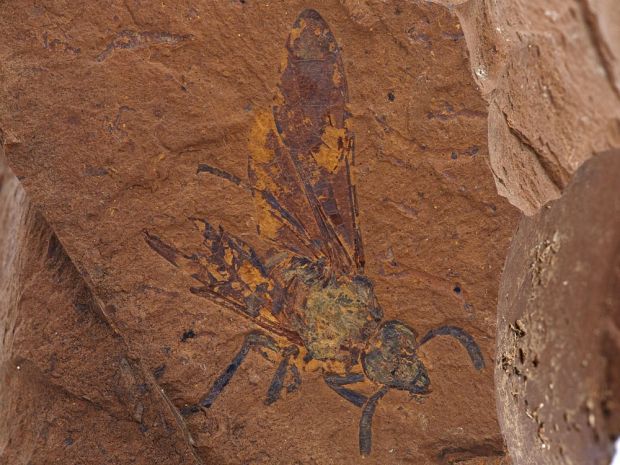 O comoară arheologică cu 2000 de fosile dezvăluie cum arăta viața în pădurea tropicală preistorică din Australia